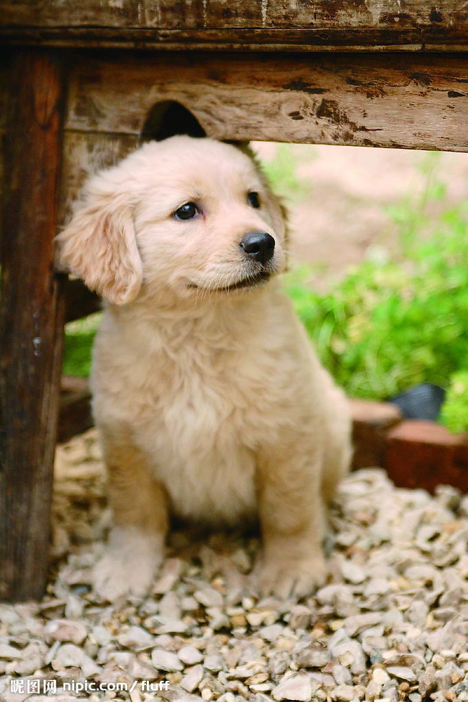 【小悠】感人狗狗电影推荐!