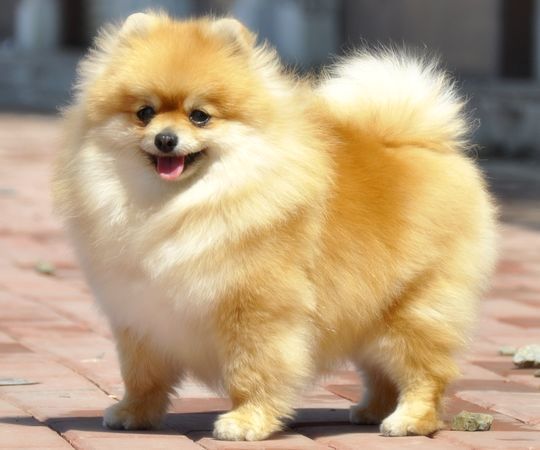 博美排名_博美智商排名(3)