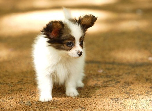 蝴蝶犬优缺点 1360044874994.jpg