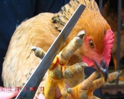 中国九大残忍菜