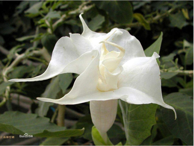 世界上所有的花,你知道几种?