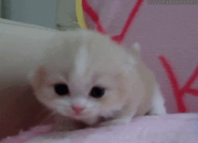 壁纸 动物 猫 猫咪 兔子 小猫 桌面 400_289 gif 动态图 动图