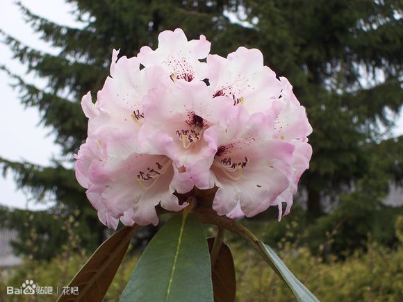 no .51 大王杜鹃
