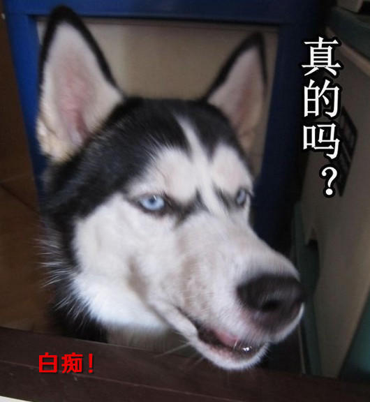 【轩子】二货哈士奇各种神仙级表情0