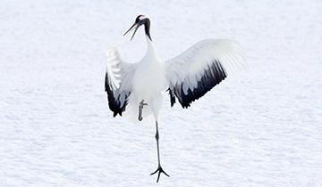 3ǹҫ ׺(ѧ:grus leucogeranus),ֳǰ׺׻ѩ,
