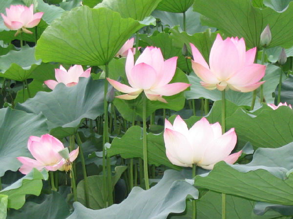 쿪ʲô_쿪ʲô