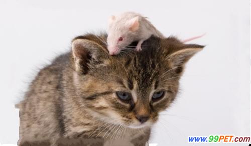 猫咪为什么和老鼠是天敌?