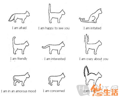 在狗的语言里却认为