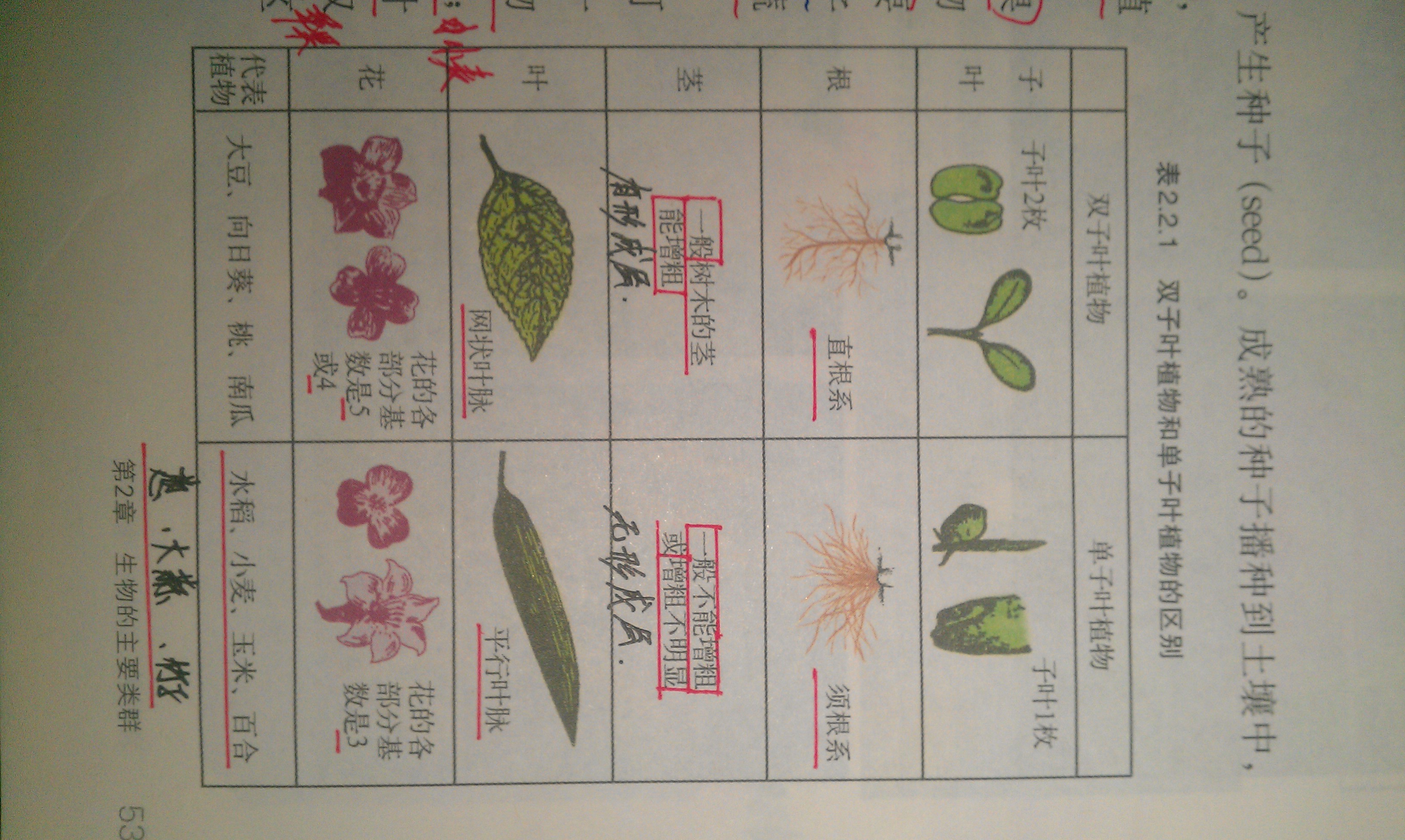 单子叶植物和双子叶植物有什么特征和区别,代表植物图片