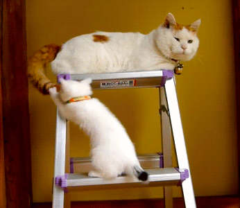 【#猫咪控#】最萌的交通意外事件.