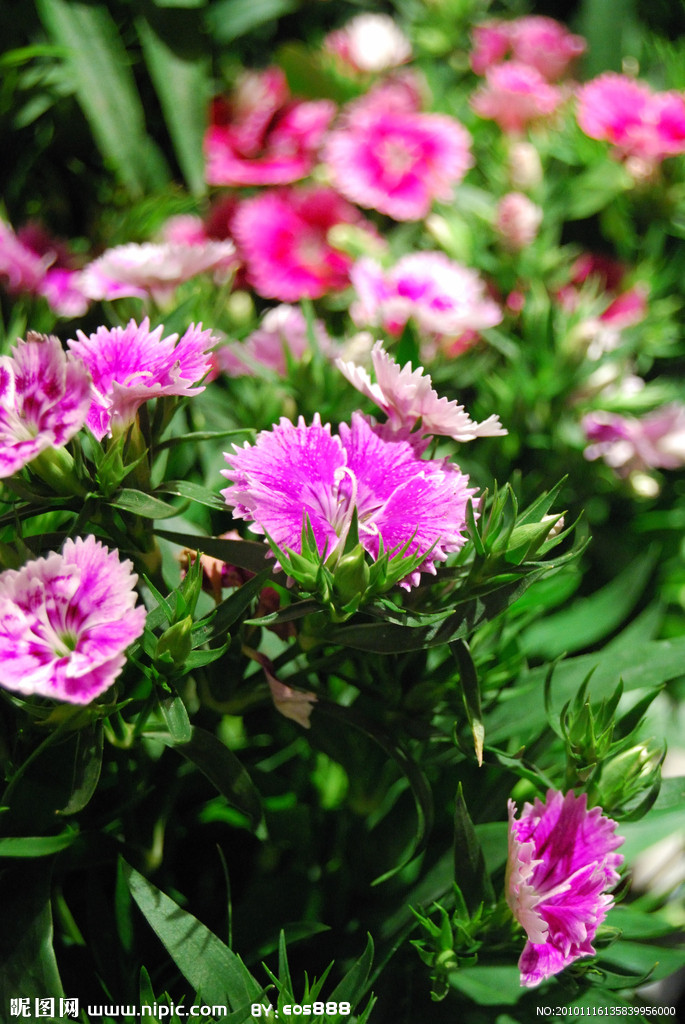 世界上所有的花,你知道几种?